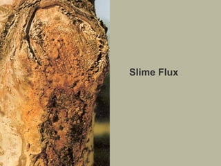 Slime Flux

 