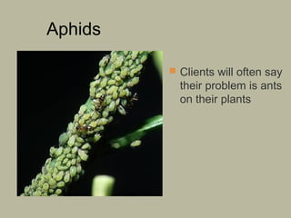 Aphids
 Clients will often say

their problem is ants
on their plants

 