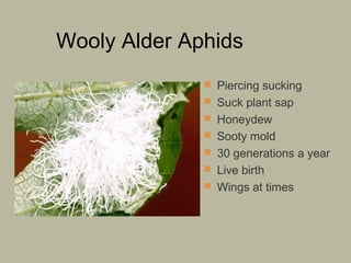 Wooly Alder Aphids
 Piercing sucking
 Suck plant sap
 Honeydew
 Sooty mold
 30 generations a year
 Live birth
 Wings at times

 