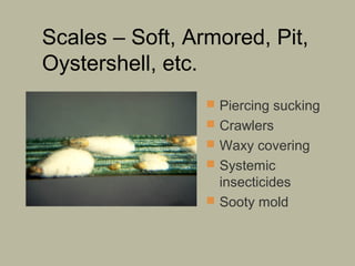 Scales – Soft, Armored, Pit,
Oystershell, etc.
 Piercing sucking
 Crawlers
 Waxy covering
 Systemic

insecticides
 Sooty mold

 