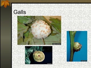 Galls

 