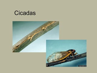 Cicadas

 