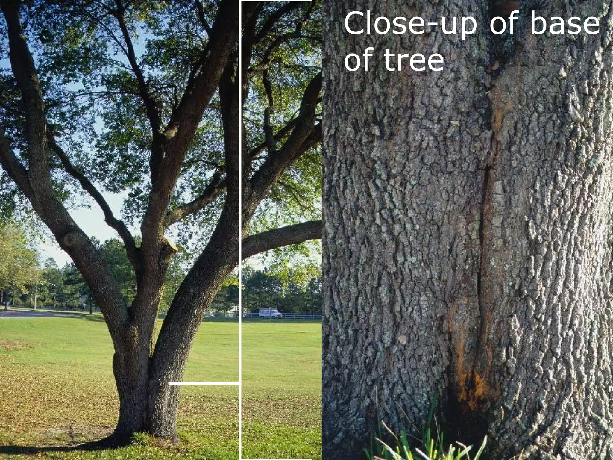 Close-up of base of tree 