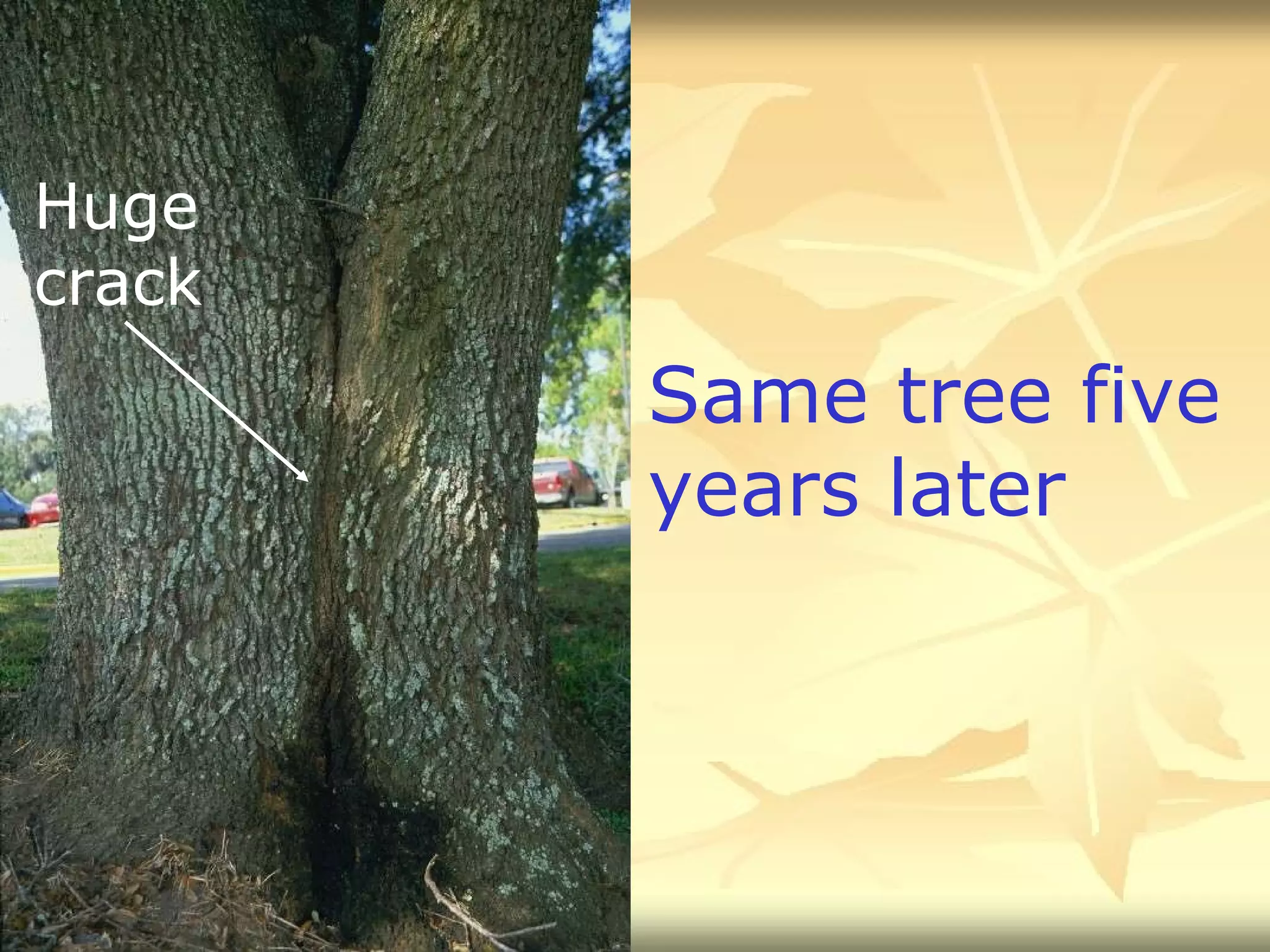 Same tree five years later Huge   crack 