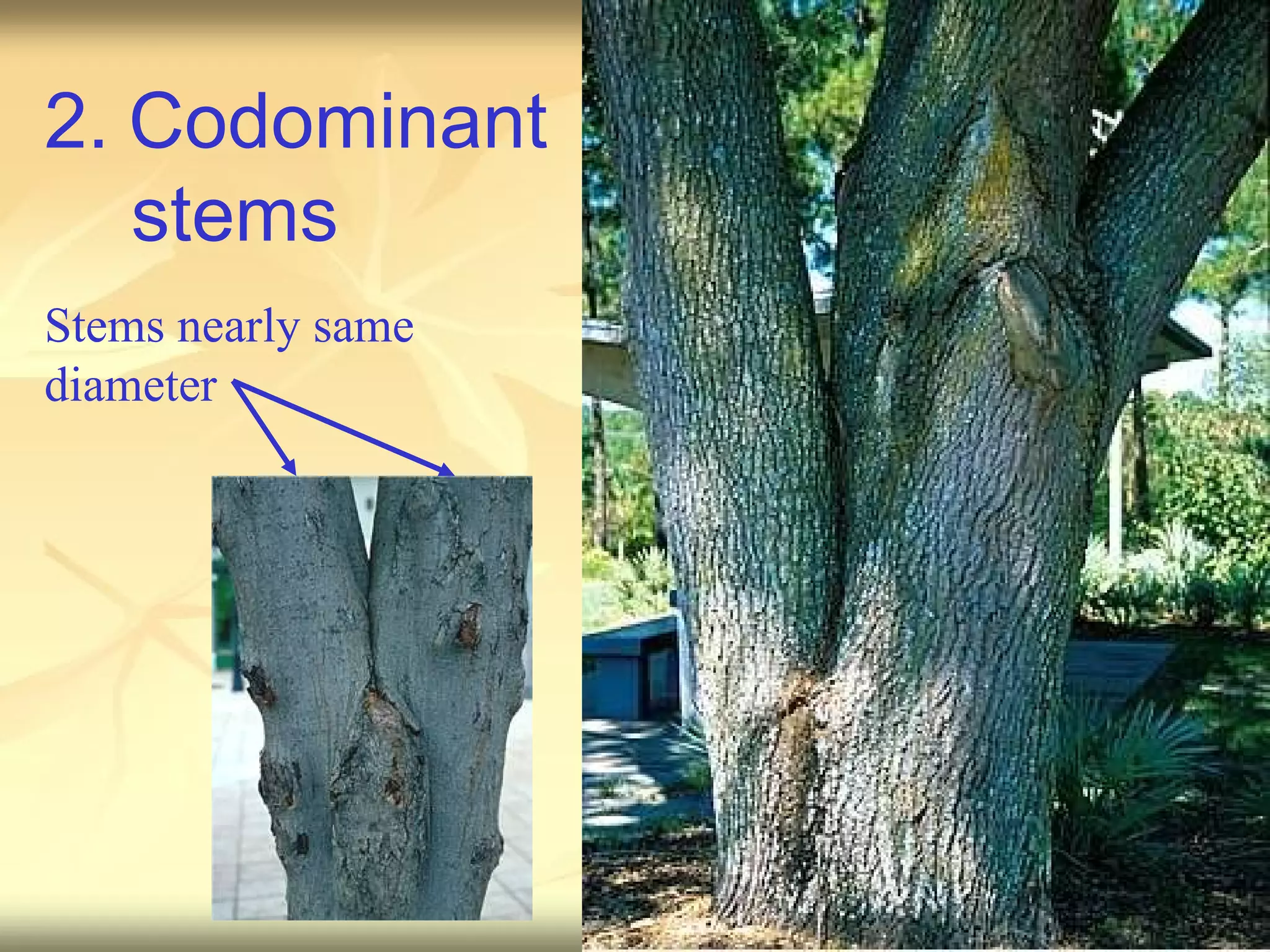 2.   Codominant stems Stems nearly same diameter 