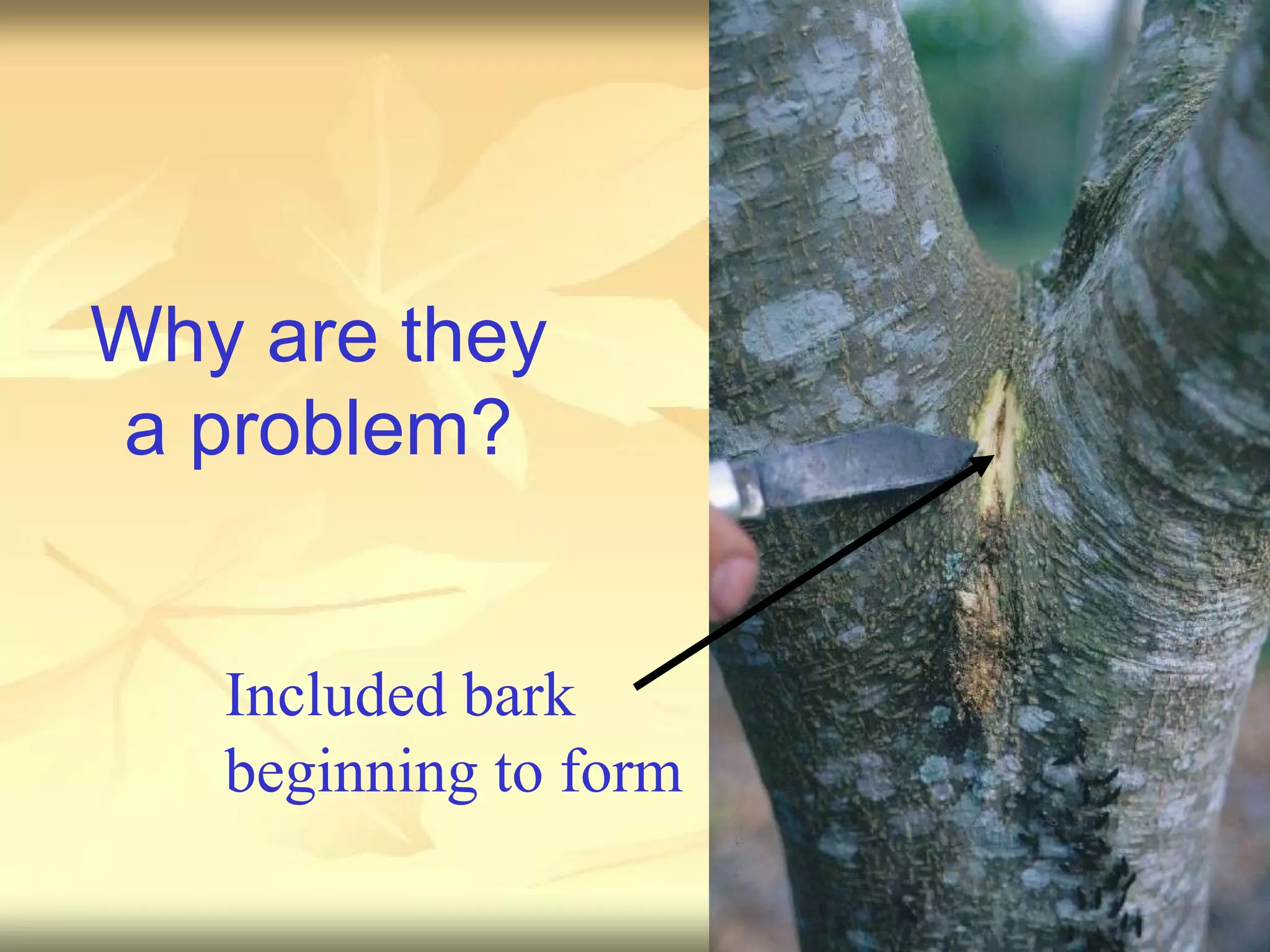 Why are they a problem? Included bark beginning to form 