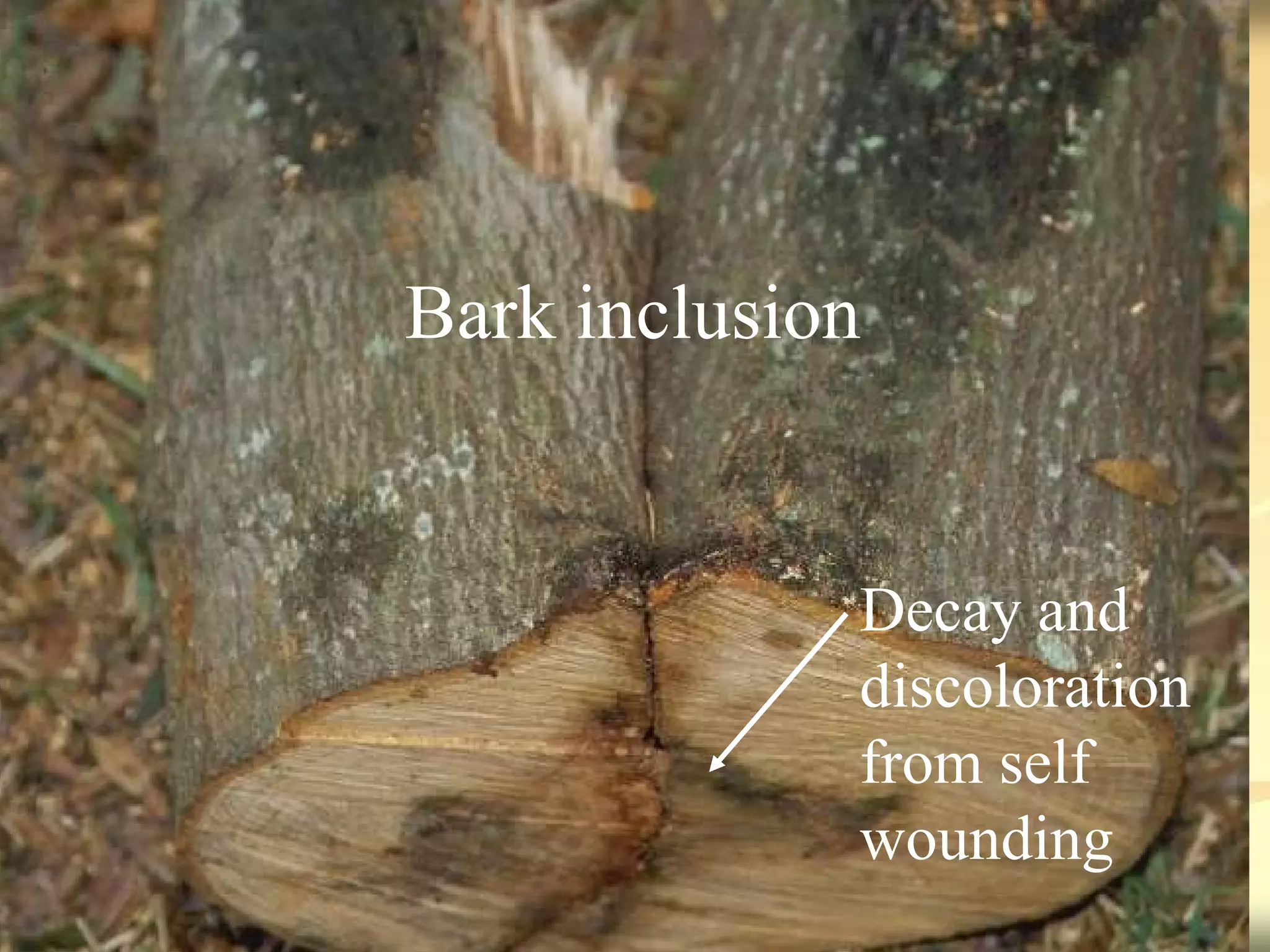 Bark inclusion Decay and discoloration from self wounding 