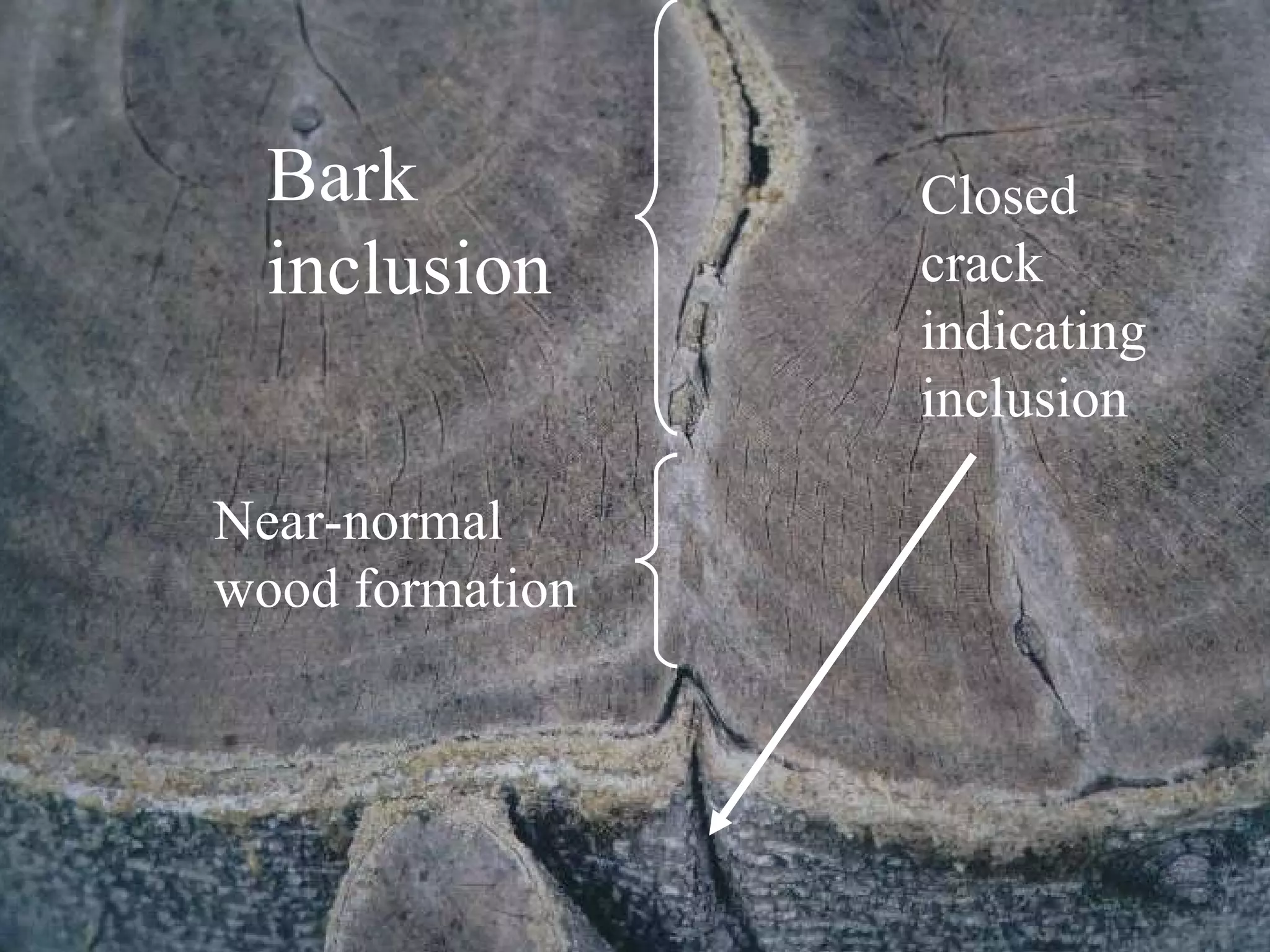 Bark inclusion Near-normal wood formation Closed crack indicating inclusion 