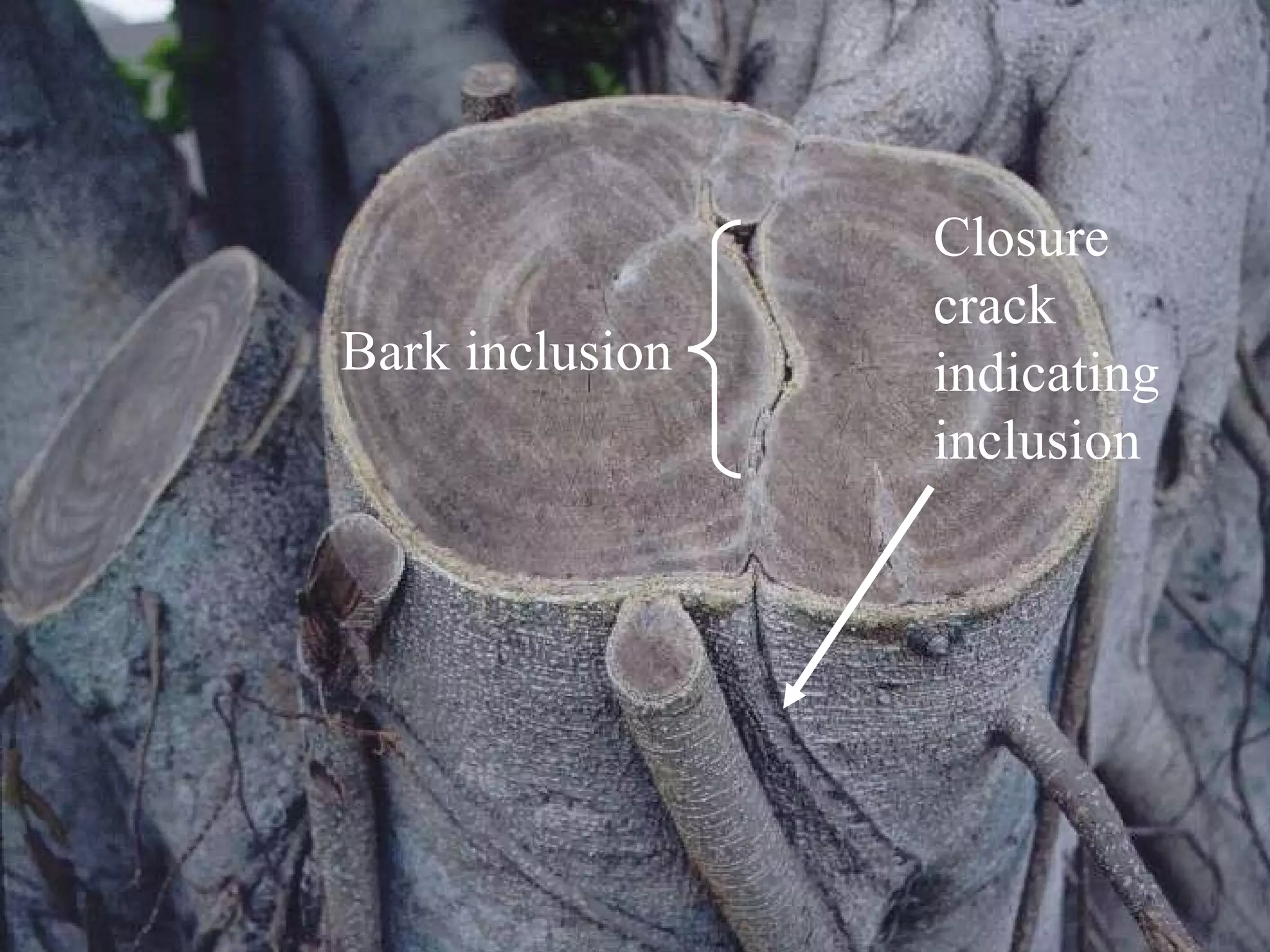 Bark inclusion Closure crack indicating inclusion 