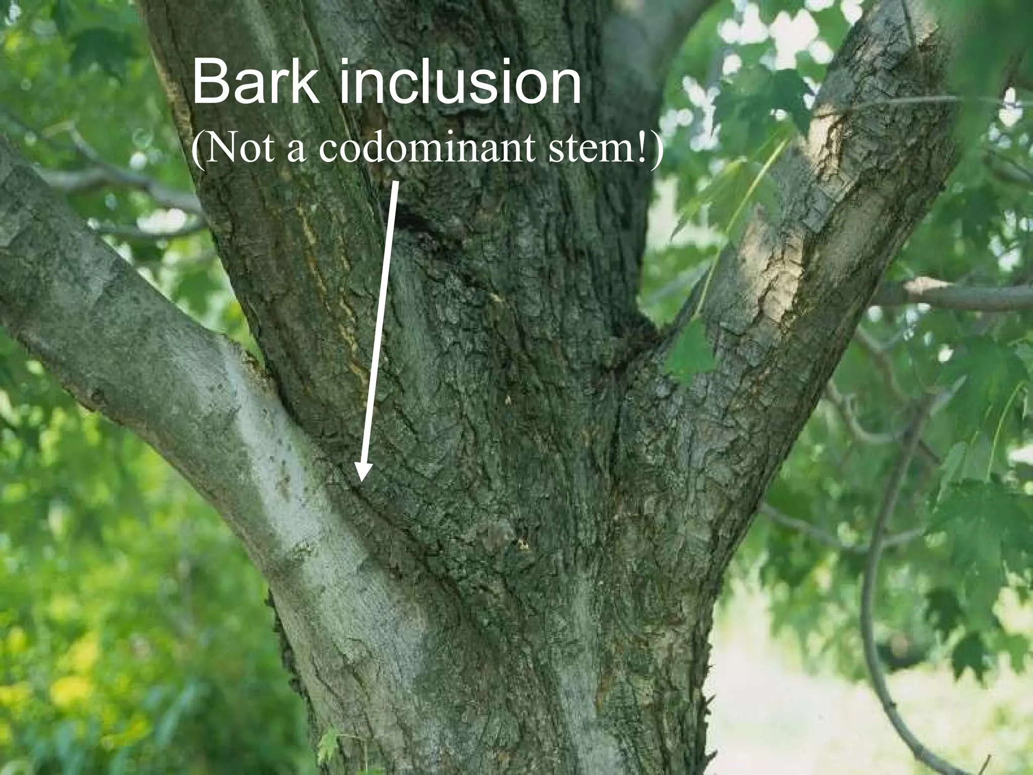 Bark inclusion (Not a codominant stem!) 