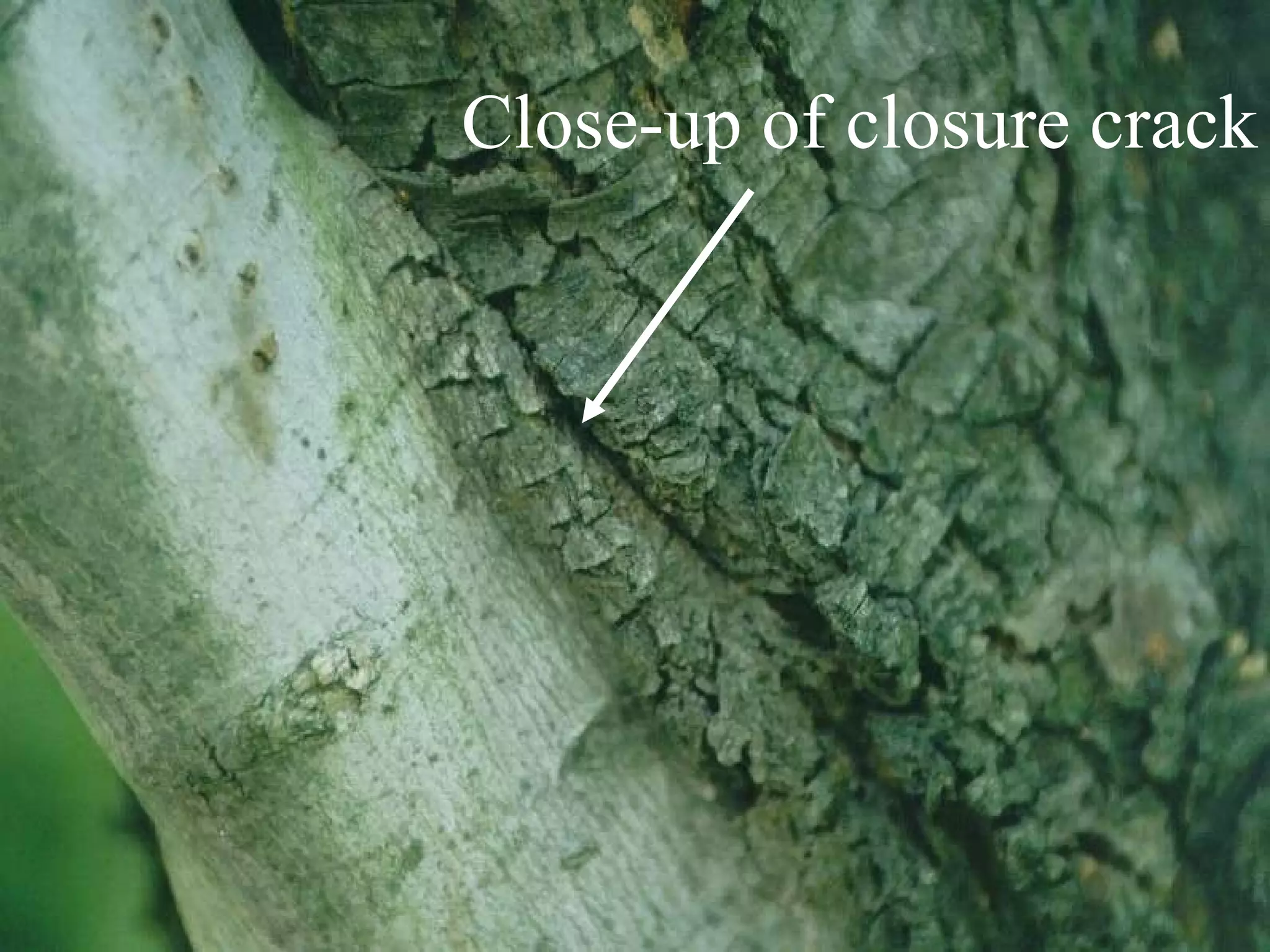Close-up of closure crack 