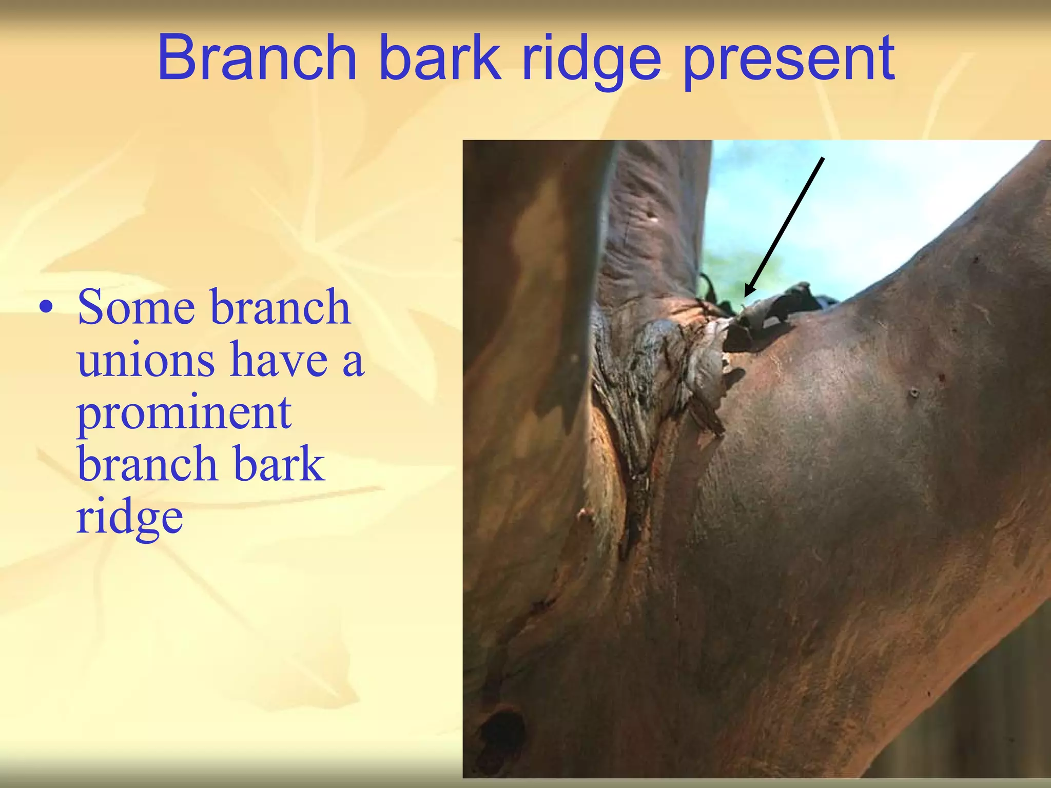 Branch bark ridge present Some branch unions have a prominent branch bark ridge 