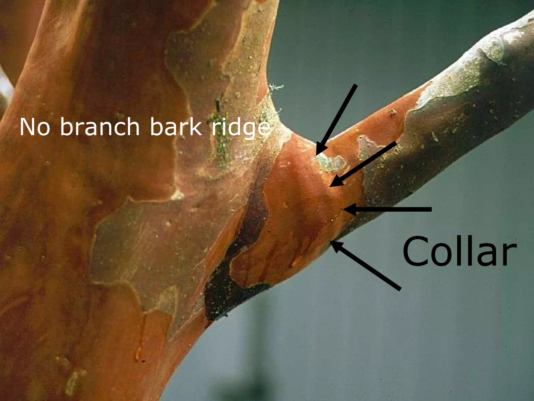Collar No branch bark ridge 