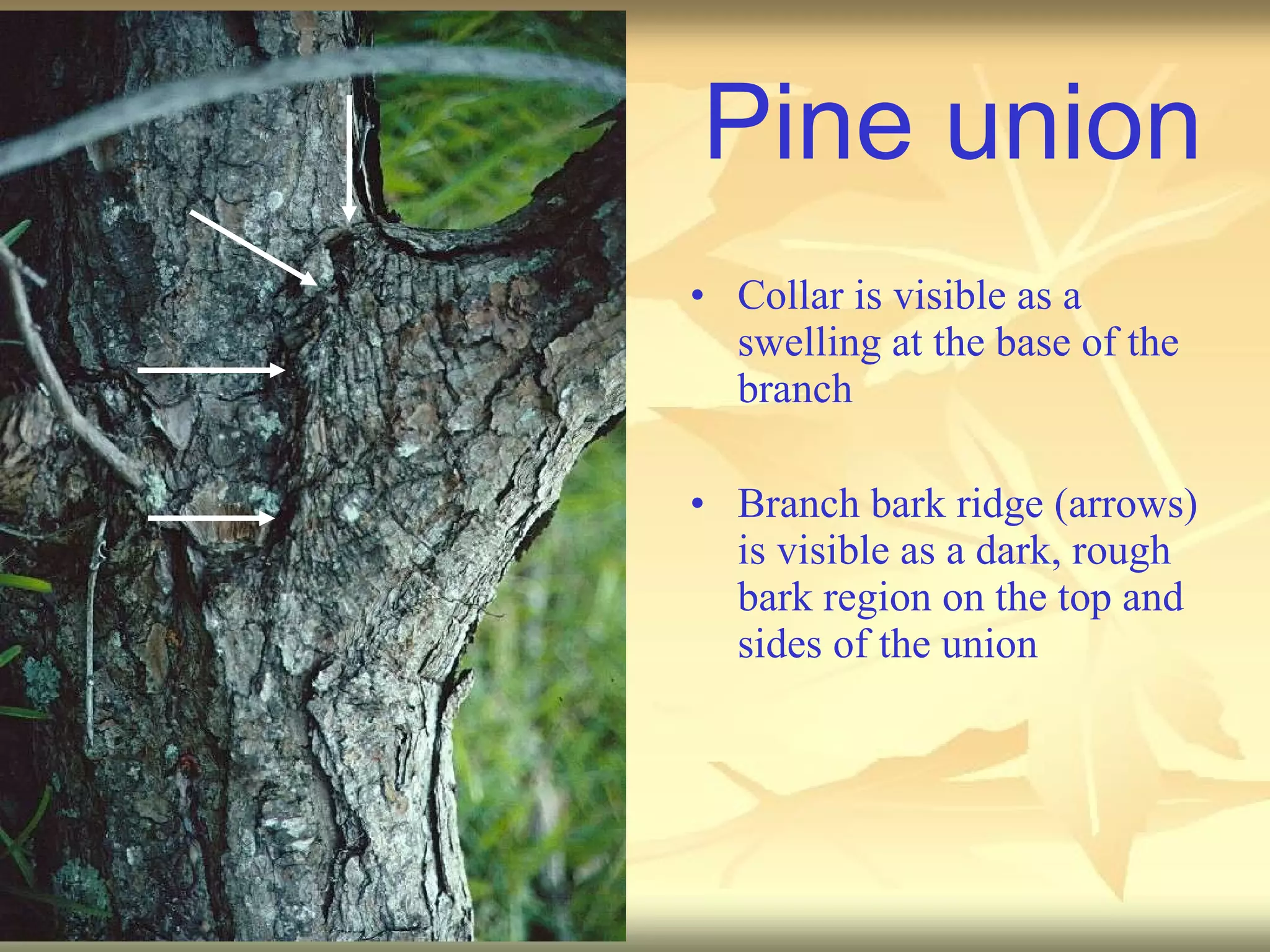 Pine union Collar is visible as a swelling at the base of the branch Branch bark ridge (arrows) is visible as a dark, rough bark region on the top and sides of the union 