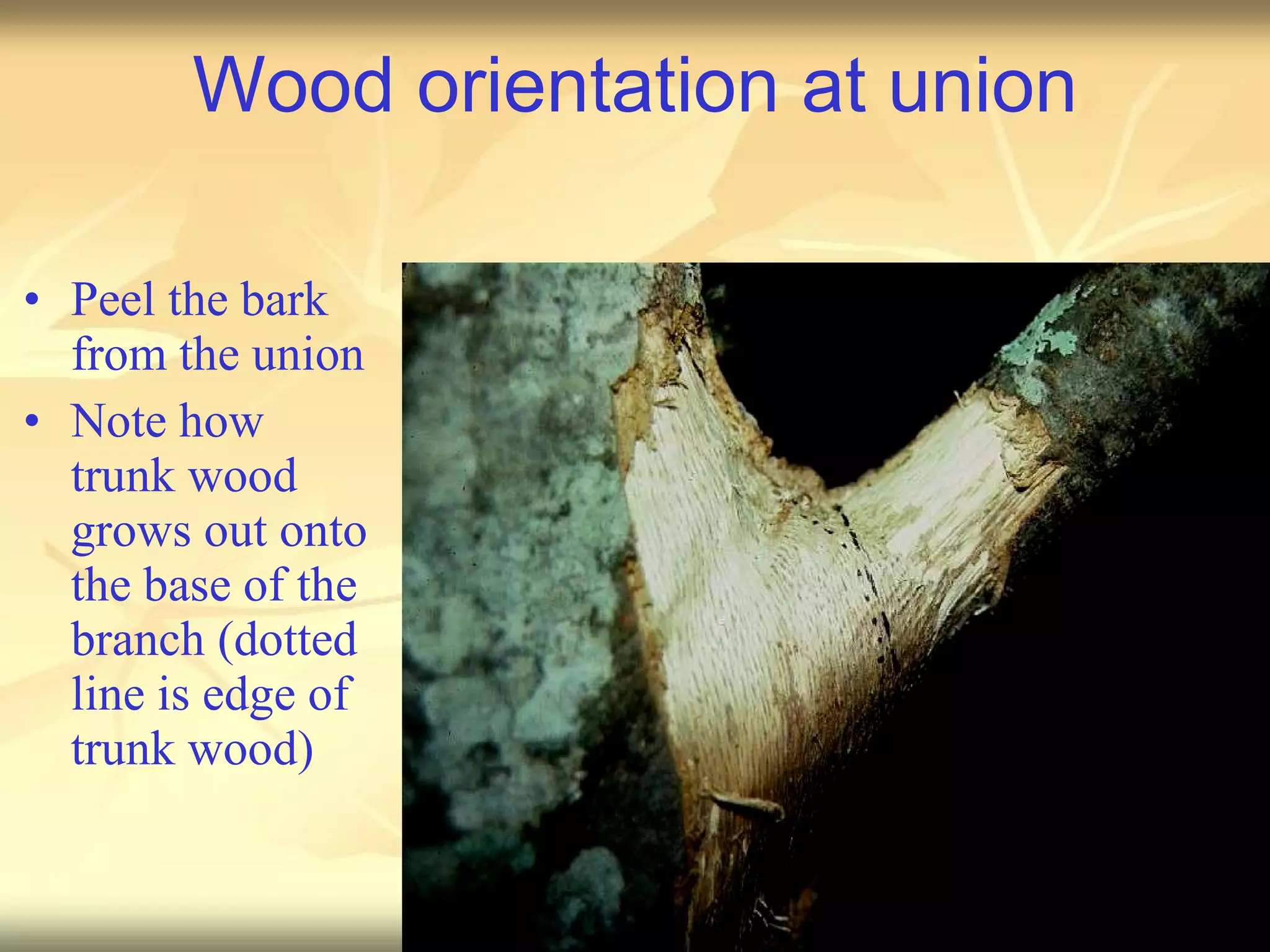 Wood orientation at union Peel the bark from the union Note how trunk wood grows out onto the base of the branch (dotted line is edge of trunk wood) 