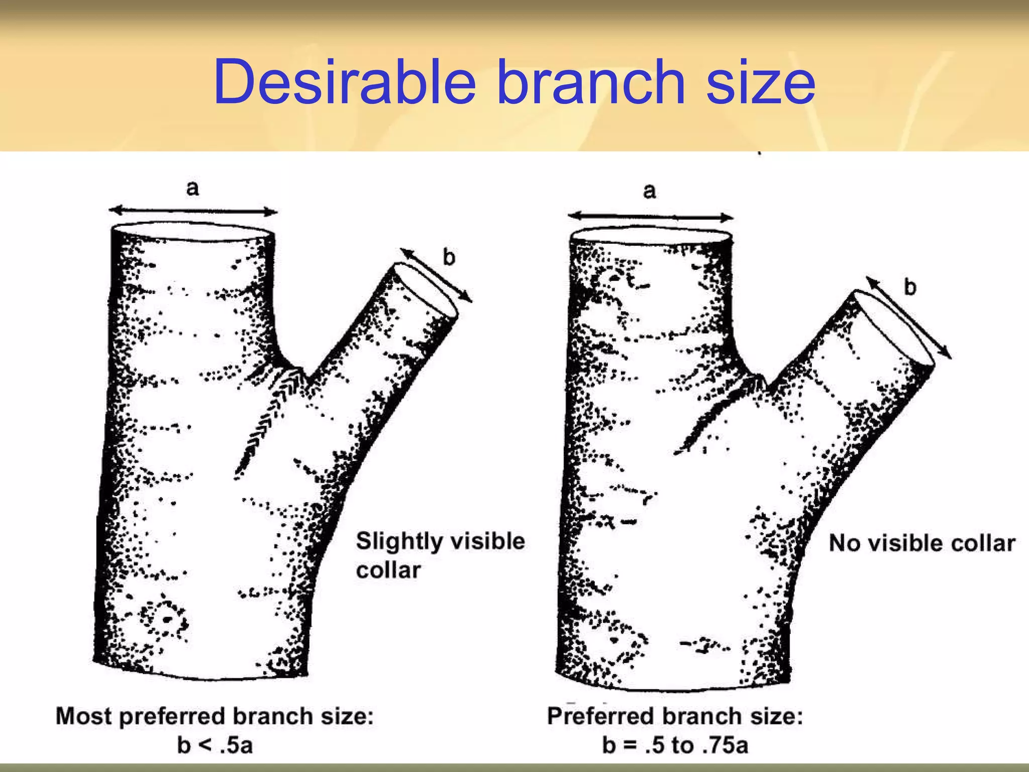 Desirable branch size 
