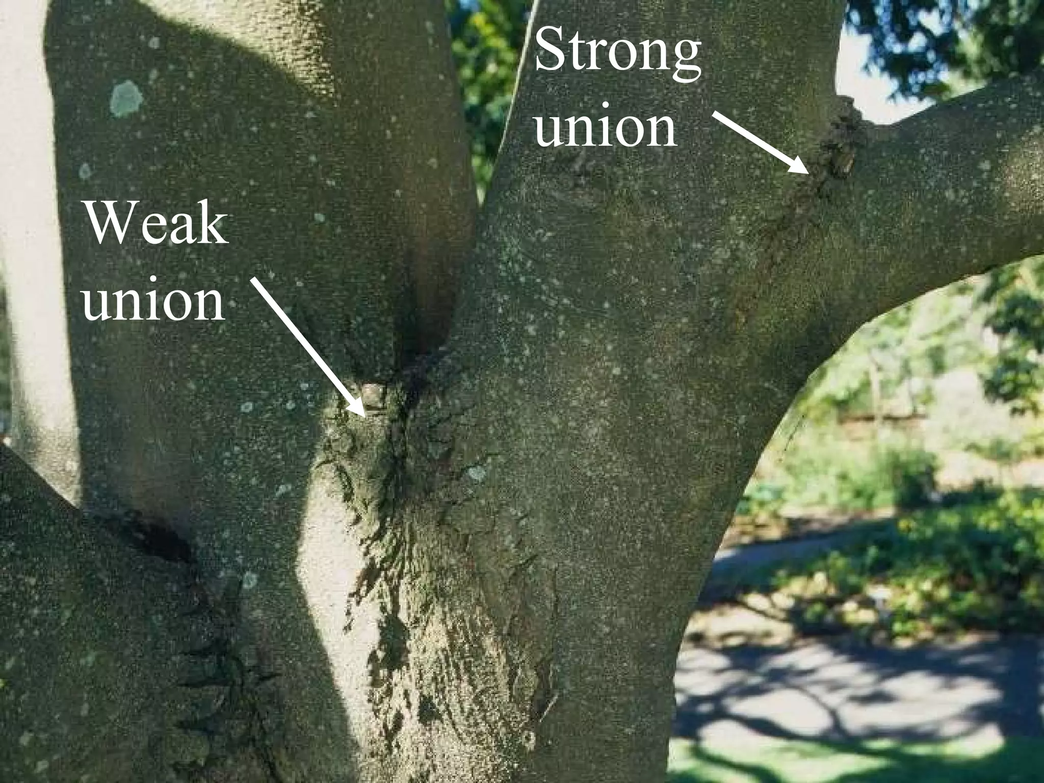 Weak union Strong union 