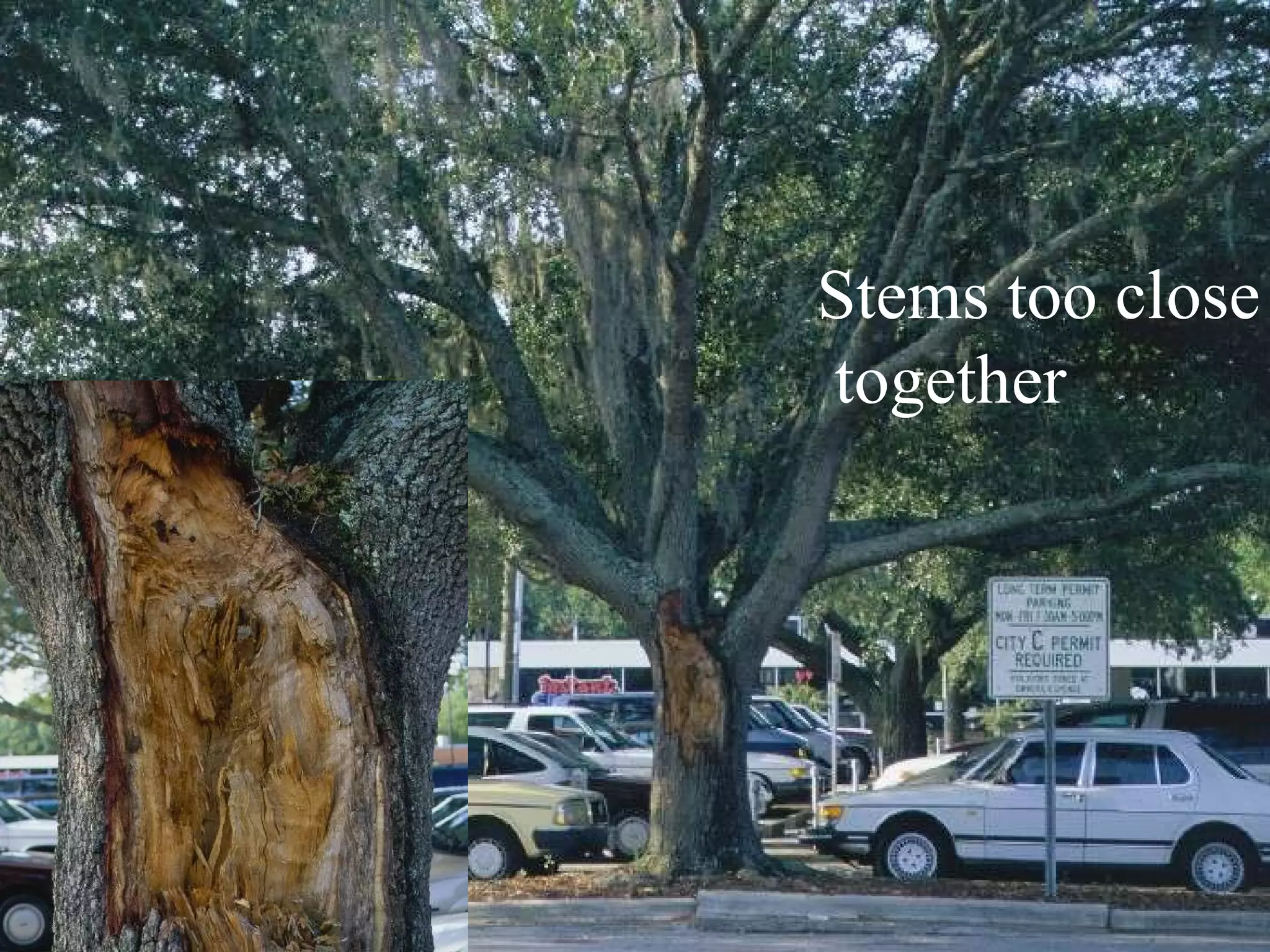 Stems too close  together 