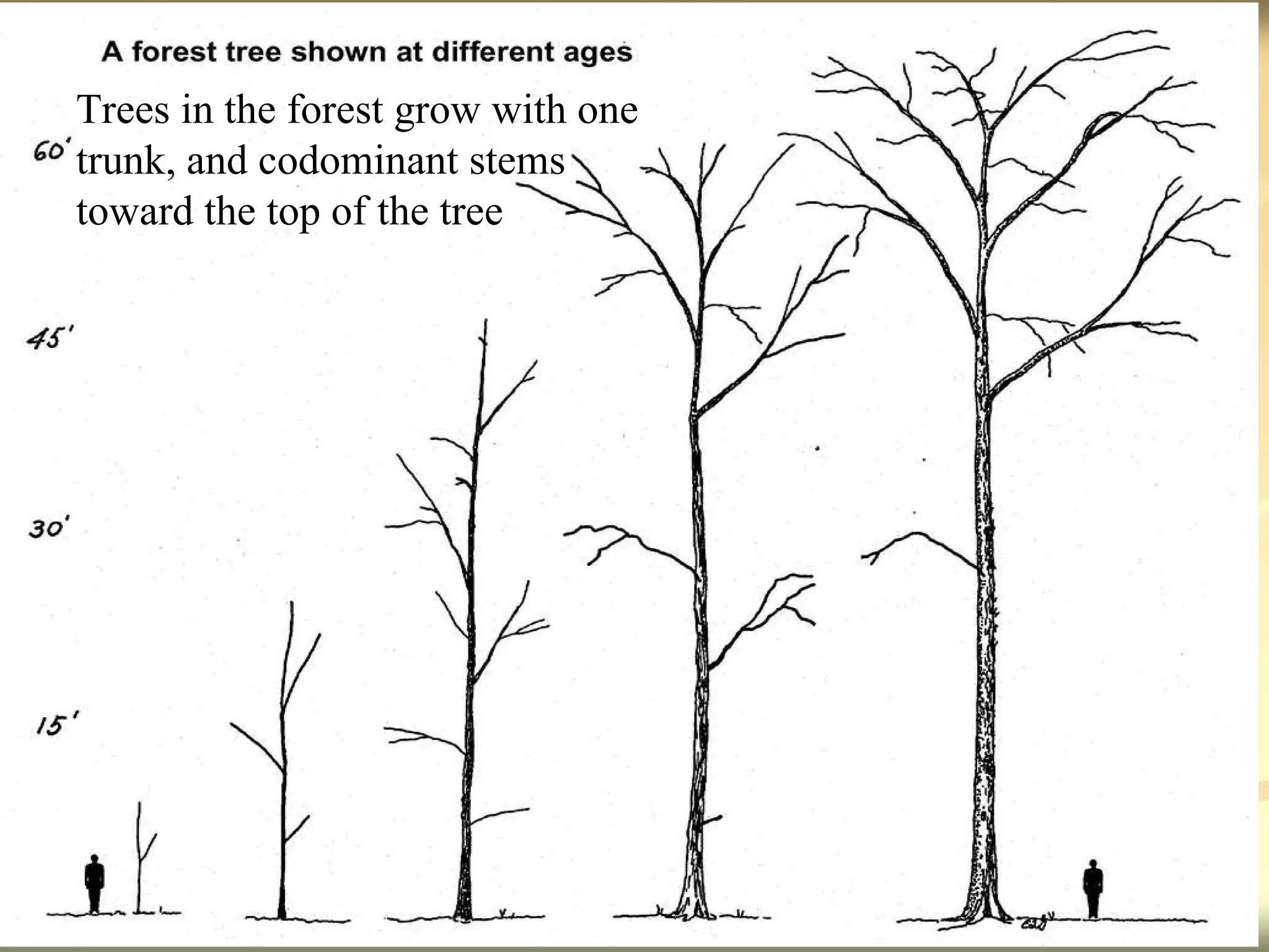 Trees in the forest grow with one trunk, and codominant stems toward the top of the tree 