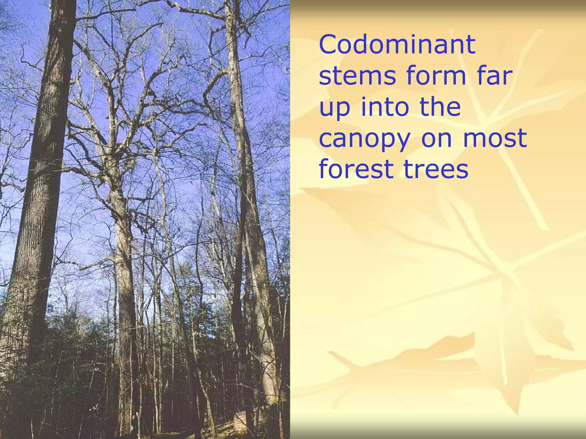 Codominant stems form far up into the canopy on most forest trees 
