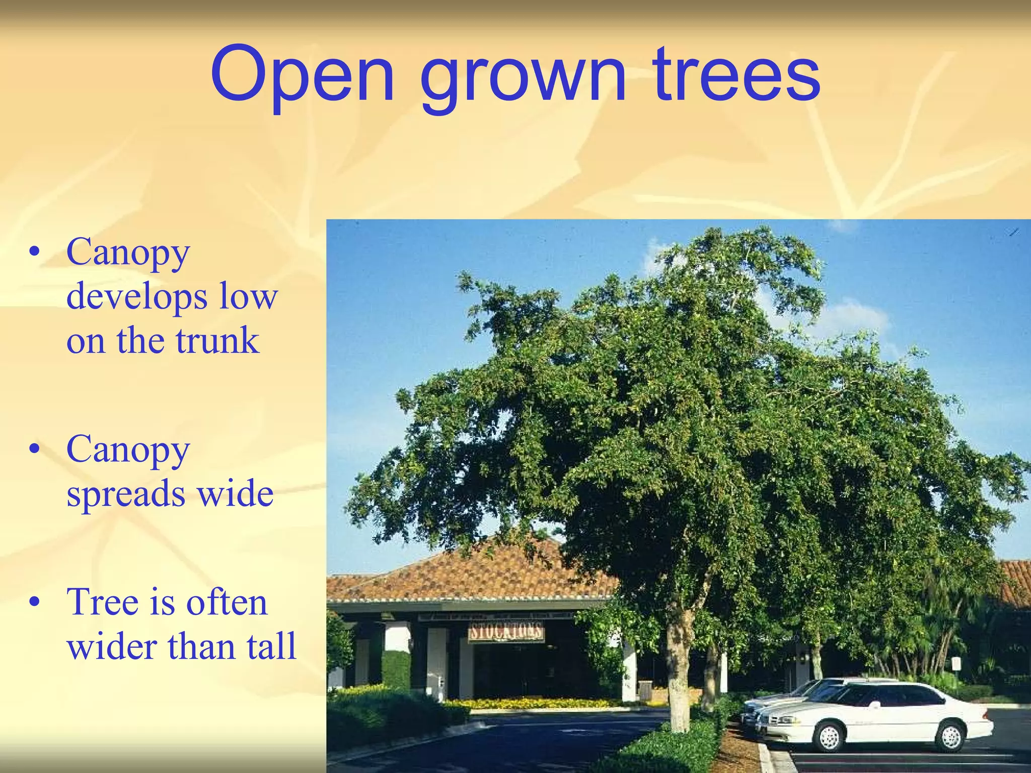 Open grown trees Canopy develops low on the trunk Canopy spreads wide Tree is often wider than tall 