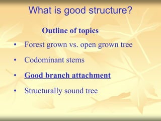 Proper Tree Structure Treestructure | PPT