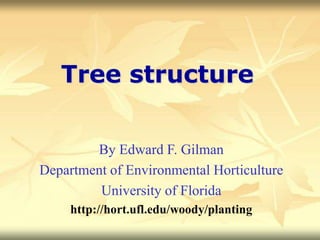 Tree structure
By Edward F. Gilman
Department of Environmental Horticulture
University of Florida
http://hort.ufl.edu/woody/planting
 