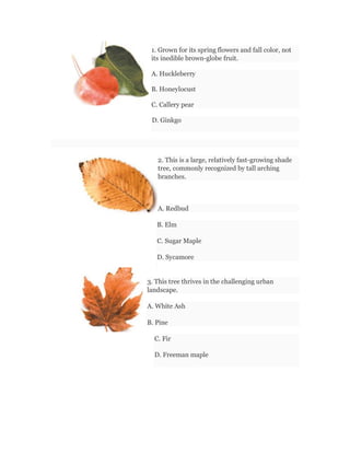 1. Grown for its spring flowers and fall color, not
its inedible brown-globe fruit.
A. Huckleberry
B. Honeylocust
C. Callery pear
D. Ginkgo
2. This is a large, relatively fast-growing shade
tree, commonly recognized by tall arching
branches.
o
A. Redbud
B. Elm
C. Sugar Maple
D. Sycamore
3. This tree thrives in the challenging urban
landscape.
A. White Ash
B. Pine
C. Fir
D. Freeman maple
 