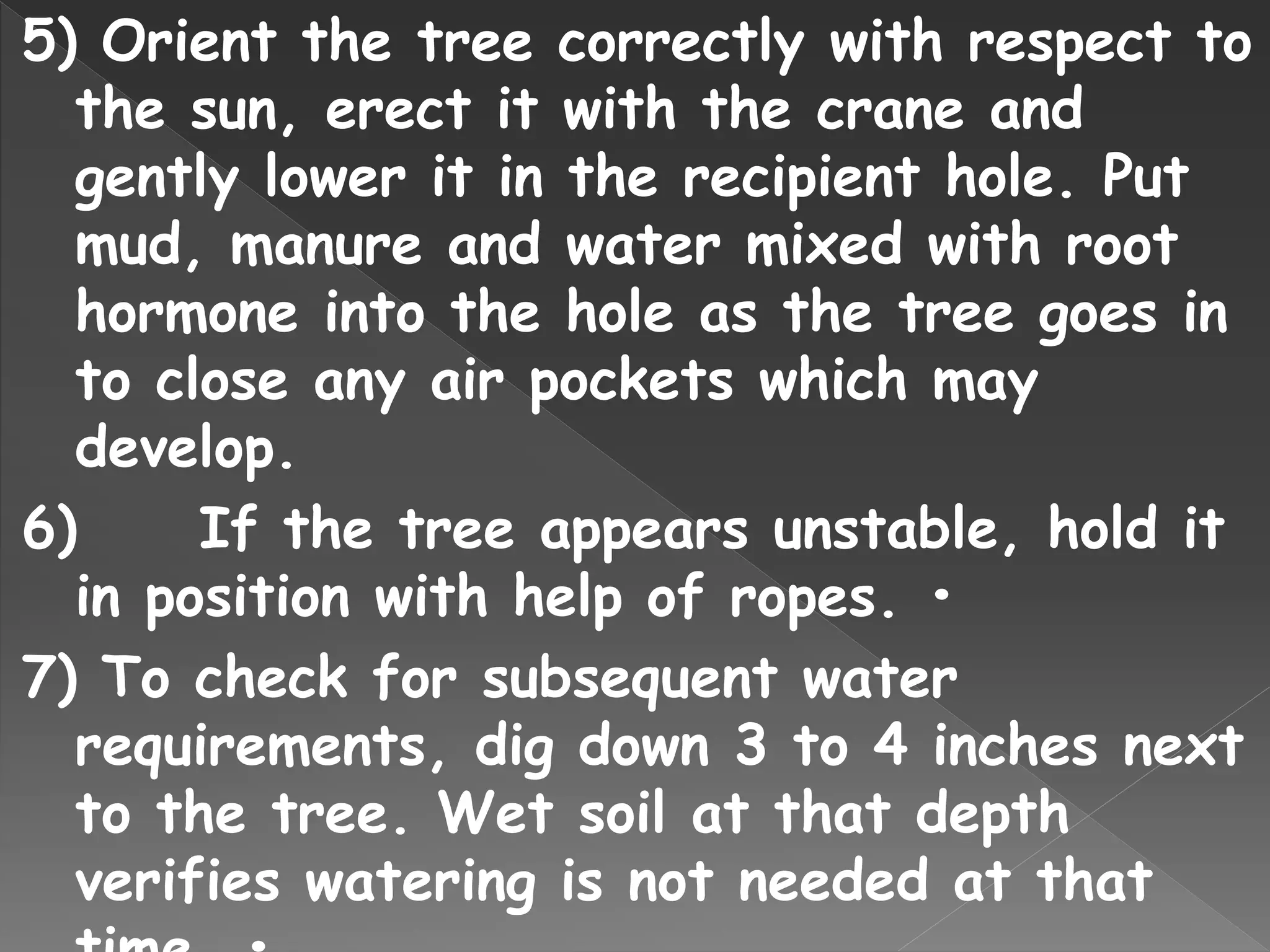 5) Orient the tree correctly with respect to
the sun, erect it with the crane and
gently lower it in the recipient hole. Put
mud, manure and water mixed with root
hormone into the hole as the tree goes in
to close any air pockets which may
develop.
6) If the tree appears unstable, hold it
in position with help of ropes. •
7) To check for subsequent water
requirements, dig down 3 to 4 inches next
to the tree. Wet soil at that depth
verifies watering is not needed at that