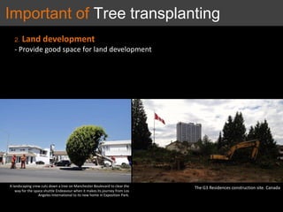 2. Land development
- Provide good space for land development
A landscaping crew cuts down a tree on Manchester Boulevard to clear the
way for the space shuttle Endeavour when it makes its journey from Los
Angeles International to its new home in Exposition Park.
The G3 Residences construction site. Canada
Important of Tree transplanting
 