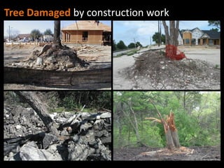 Tree Damaged by construction work
 
