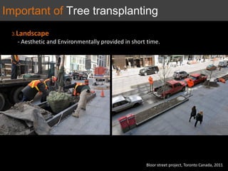 3.Landscape
- Aesthetic and Environmentally provided in short time.
Bloor street project, Toronto Canada, 2011
Important of Tree transplanting
 