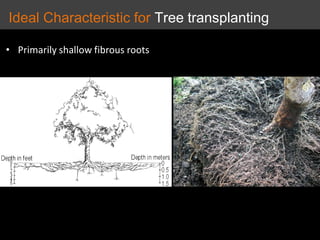 • Primarily shallow fibrous roots
Ideal Characteristic for Tree transplanting
 