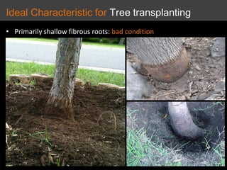 • Primarily shallow fibrous roots: bad condition
Ideal Characteristic for Tree transplanting
 