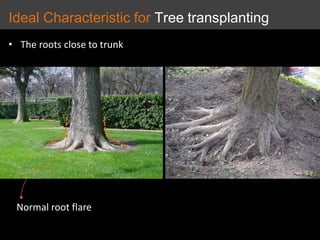 • The roots close to trunk
Normal root flare
Ideal Characteristic for Tree transplanting
 