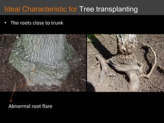 • The roots close to trunk
Abnormal root flare
Ideal Characteristic for Tree transplanting
 
