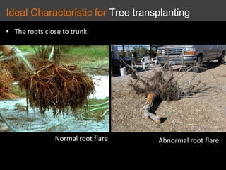 Abnormal root flare
• The roots close to trunk
Normal root flare
Ideal Characteristic for Tree transplanting
 