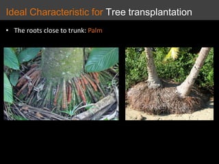 • The roots close to trunk: Palm
Ideal Characteristic for Tree transplantation
 