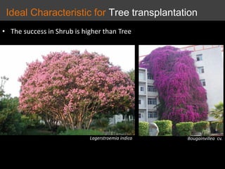 Bougainvillea cv.
• The success in Shrub is higher than Tree
Lagerstroemia indica
Ideal Characteristic for Tree transplantation
 
