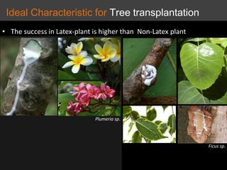 Ficus sp.
• The success in Latex-plant is higher than Non-Latex plant
Plumeria sp.
Ideal Characteristic for Tree transplantation
 