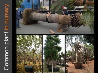 Common
plant
in
nursery
 