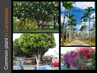 Common
plant
in
Landscape
 