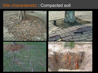 Site characteristic : Compacted soil
 