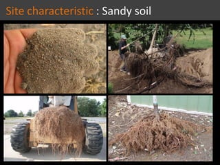 Site characteristic : Sandy soil
 