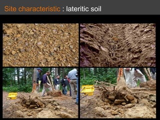 Site characteristic : lateritic soil
 