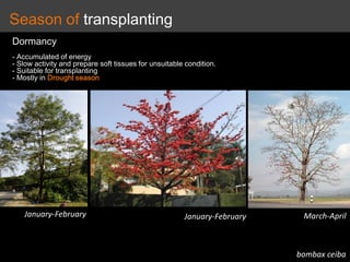 Season of transplanting
Dormancy
- Accumulated of energy
- Slow activity and prepare soft tissues for unsuitable condition.
- Suitable for transplanting
- Mostly in Drought season
bombax ceiba
March-April
January-February
January-February
 