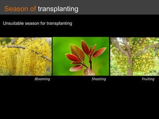 Season of transplanting
Unsuitable season for transplanting
Blooming Shooting Fruiting
 