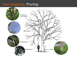 Tree preparing: Pruning
 