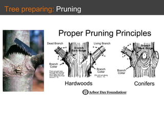Tree preparing: Pruning
 