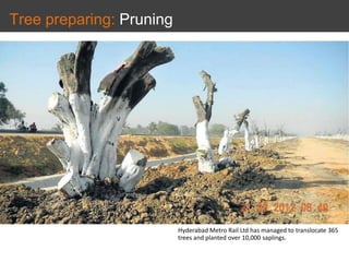 Tree preparing: Pruning
Hyderabad Metro Rail Ltd has managed to translocate 365
trees and planted over 10,000 saplings.
 